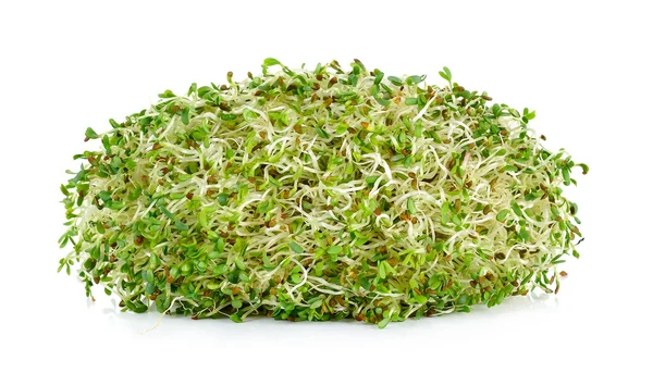 Brotes de alfalfa aislados sobre fondo blanco — Foto de Stock