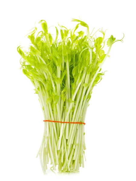 Sweet pea sprouts isolated on white background — Stock Photo, Image