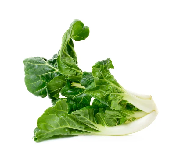 Bok choy vegetal isolado — Fotografia de Stock