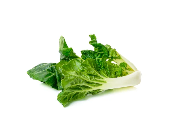 Bok choy vegetable isolated — Stock Photo, Image
