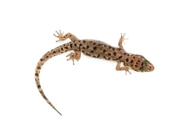 beyaz izole kahverengi benekli kertenkele sürüngen