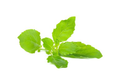 Beyaz arka plan üzerinde izole fesleğen yaprağı