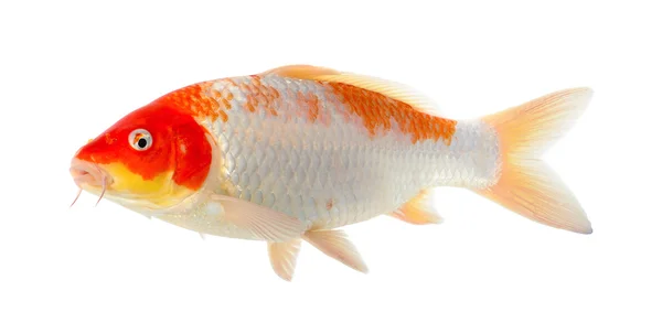 Beyaz arka plan üzerinde izole Koi balık