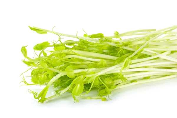 Sweet pea sprouts isolated — Stock Photo, Image