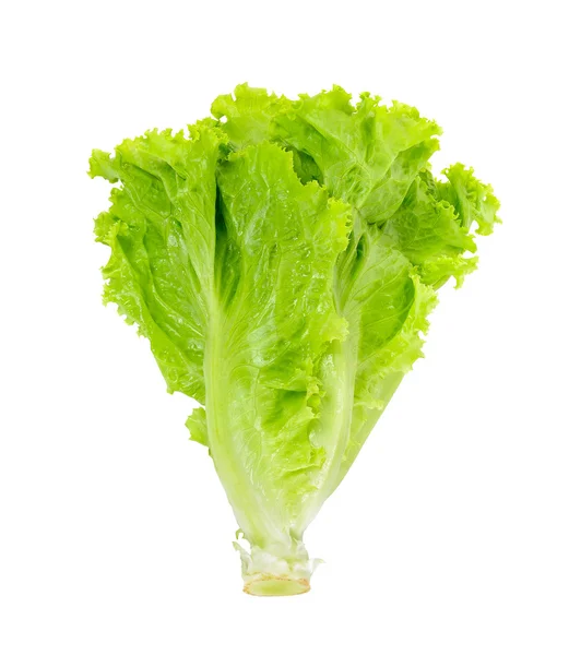 Lettuce isolated on white background — Stock Photo, Image