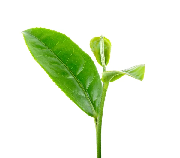 Tea leaf isolated on the white background — Stock Photo, Image