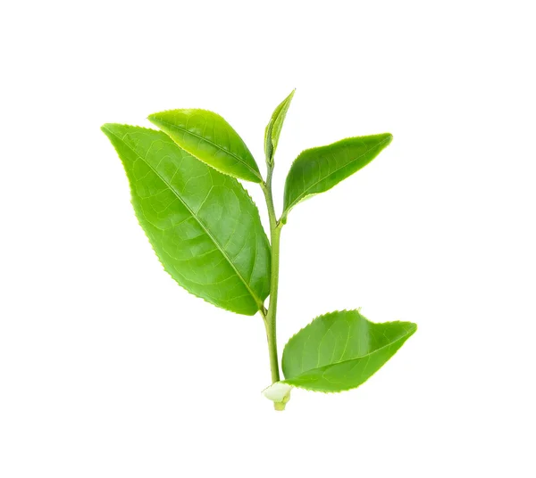흰색 배경에 고립 된 차 잎 — 스톡 사진