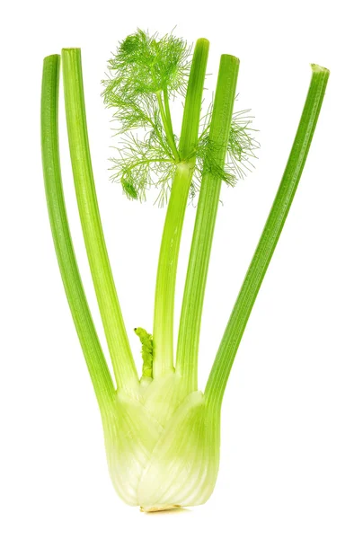 Fresh fennel isolated on white background — Stock Photo, Image