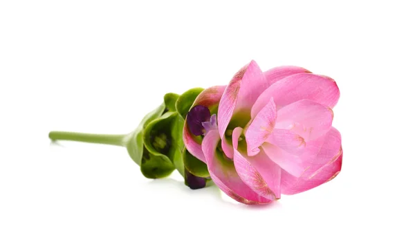 Сиам тюльпан цветок изолирован на белом фоне — стоковое фото