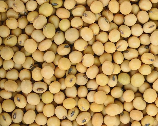 Soy bean pattern as background texture — Stock Photo, Image