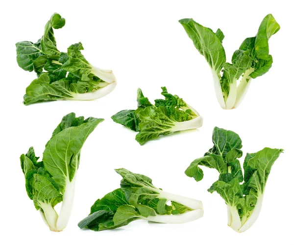 Bok choy vegetable isolated — Stock Photo, Image