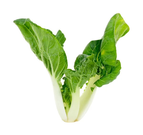 Bok choy vegetale isolato — Foto Stock