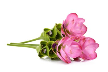 Beyaz arka plan üzerinde izole siam Lale çiçek