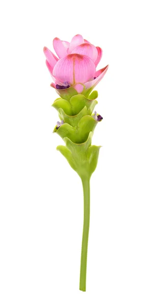 Siam tulip flower isolated on white background — Stock Photo, Image