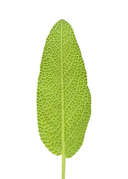 Sage leaf isolated on the white background — Stock Photo, Image