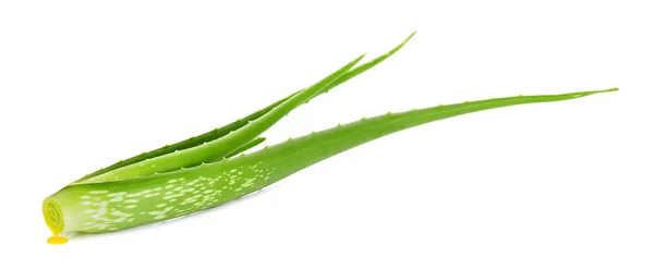 Aloe vera zařízení izolované — Stock fotografie