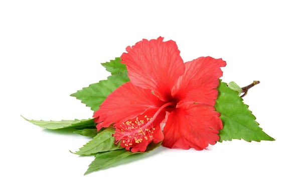 Flor de hibisco rojo sobre fondo blanco — Foto de Stock