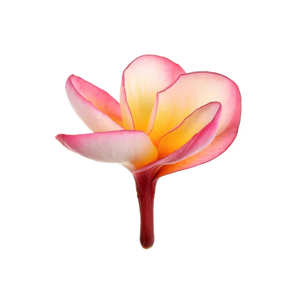 Rote Frangipani-Blume isoliert auf weißem Hintergrund — Stockfoto