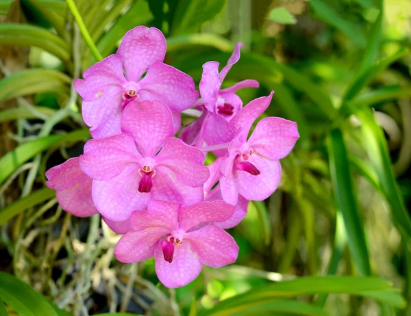 Flor de orquídea rosa no jardim — Fotografia de Stock