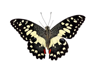 Kelebek beyaz arkaplanda izole