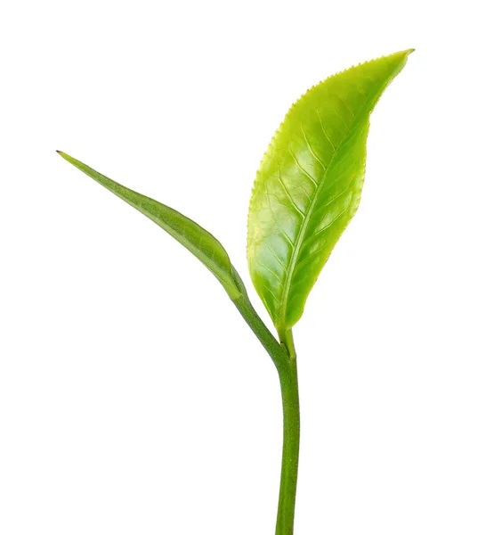 Folha de chá verde isolada no fundo branco — Fotografia de Stock