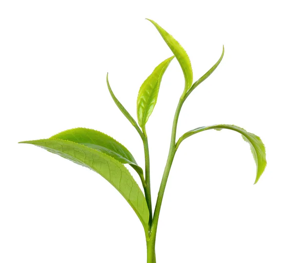 Feuille de thé vert isolée sur le fond blanc — Photo