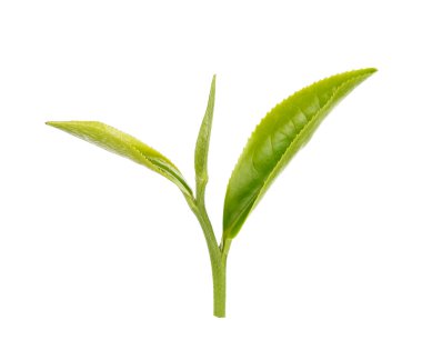 Beyaz arkaplanda yeşil çay yaprağı izole