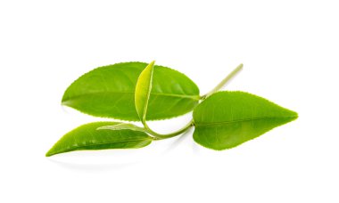 Beyaz arkaplanda yeşil çay yaprağı izole