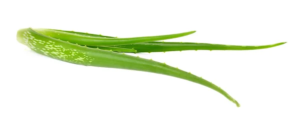 Aloe Vera Pflanze isoliert auf weißem Hintergrund — Stockfoto