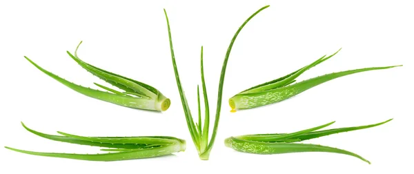 Aloe vera rostlina izolovaných na bílém pozadí — Stock fotografie