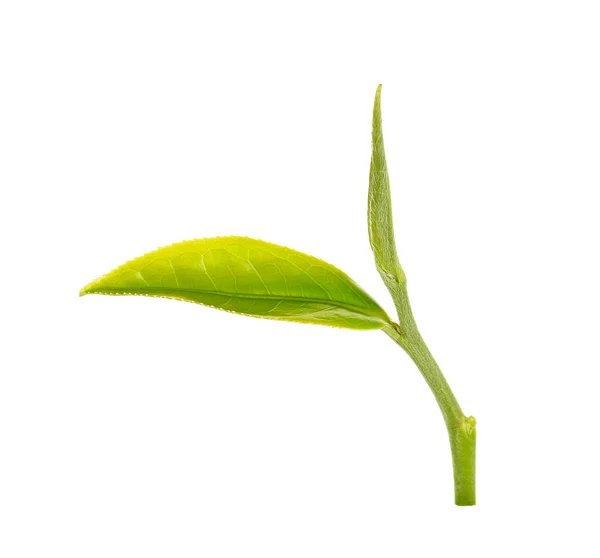 Hoja de té verde aislada sobre fondo blanco — Foto de Stock