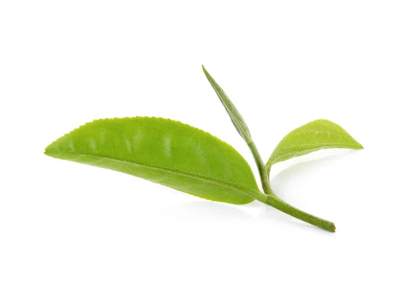 Grøn teblad isoleret på hvid baggrund - Stock-foto