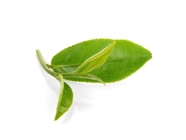 Folha de chá verde isolado no fundo branco — Fotografia de Stock