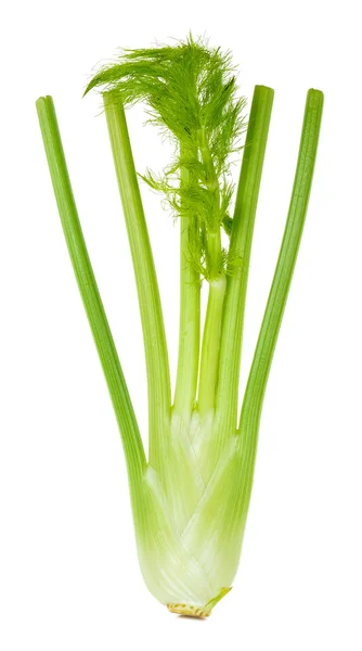 Frischer Fenchel isoliert auf weißem Hintergrund — Stockfoto