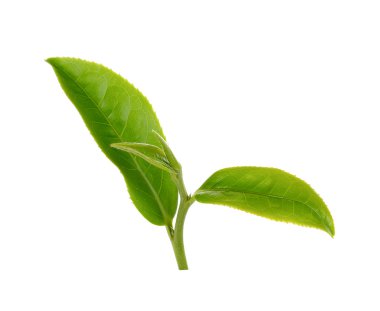 Beyaz arkaplanda yeşil çay yaprağı izole