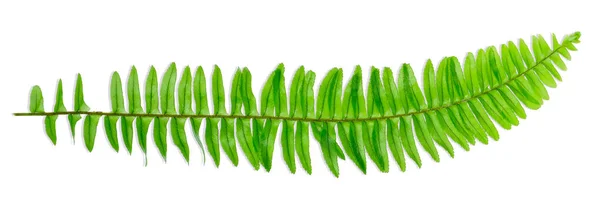 Nefrolepis Kapradí Listy Cordifolia Izolované Bílém Pozadí Stezka Ořezávání Kapradin — Stock fotografie