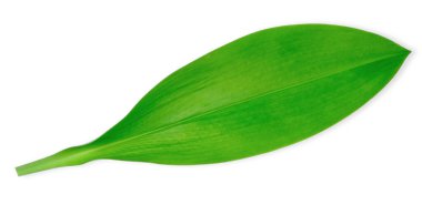 Yeşil yaprak beyaz arkaplanda izole edilmiş. Yaprak kırpma yolu