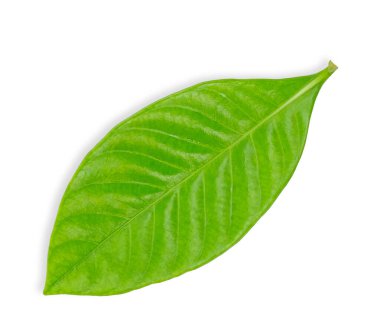 Yeşil yaprak beyaz arkaplanda izole edilmiş. Yaprak kırpma yolu