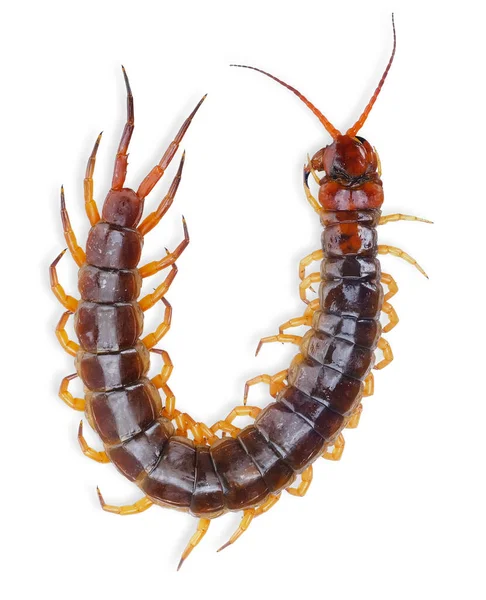 Giant Centipede Isolated White Background Centipede Clipping Path — Stock Photo, Image