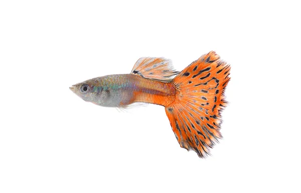 Peixe guppy isolado no fundo branco — Fotografia de Stock