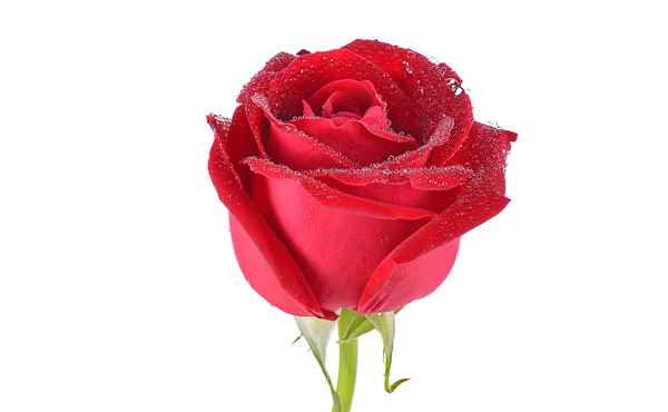 Rose rouge isolée sur fond blanc Images De Stock Libres De Droits