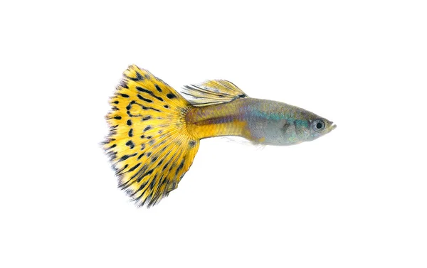 Beyaz arka plan üzerinde izole guppy balık — Stok fotoğraf