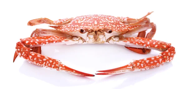 Czerwony krab izolowany na białym tle — Zdjęcie stockowe