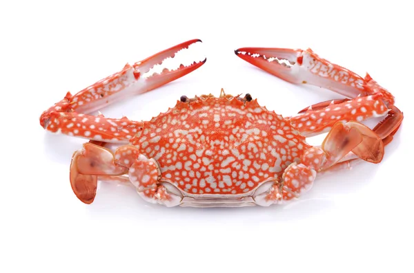 Red crab isolated on white background — Stock Photo, Image