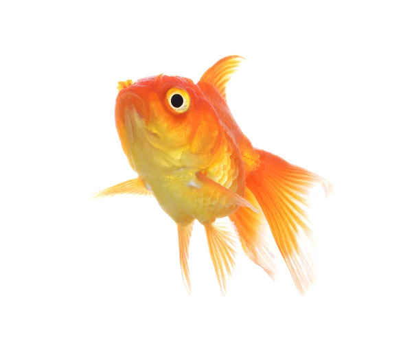 Gold fish Isolation on the white — Stock Photo, Image