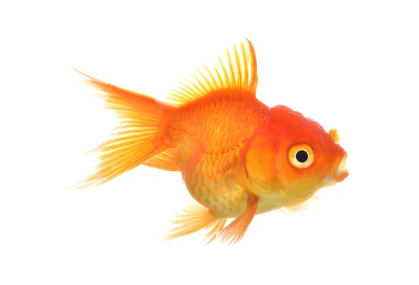 Guld fisk isolering på vita — Stockfoto