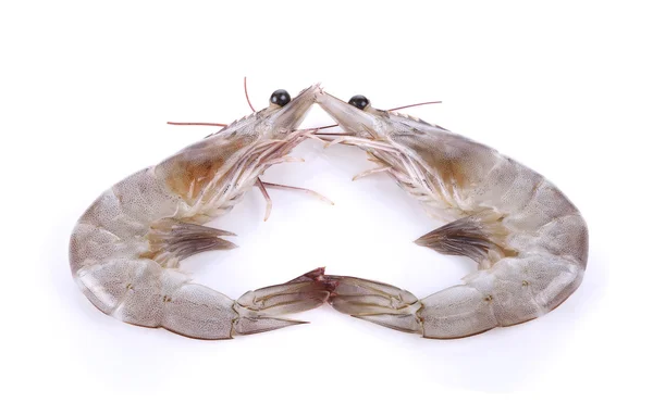 Shrimp isolated on white background — Stock Photo, Image