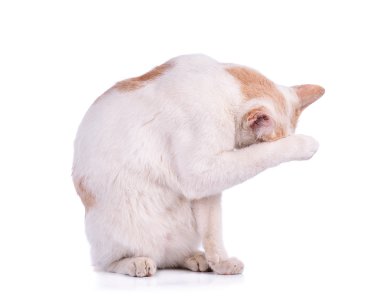 Tay kedi beyaz zemin üzerine izole