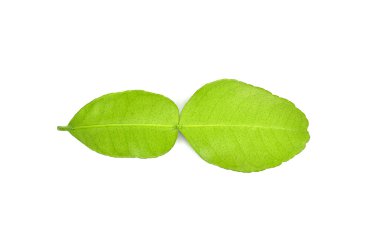 Bergamot yaprak beyaz arka plan üzerinde