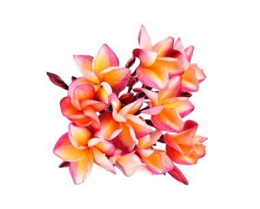Beyaz arkaplanda Plumeria çiçeği